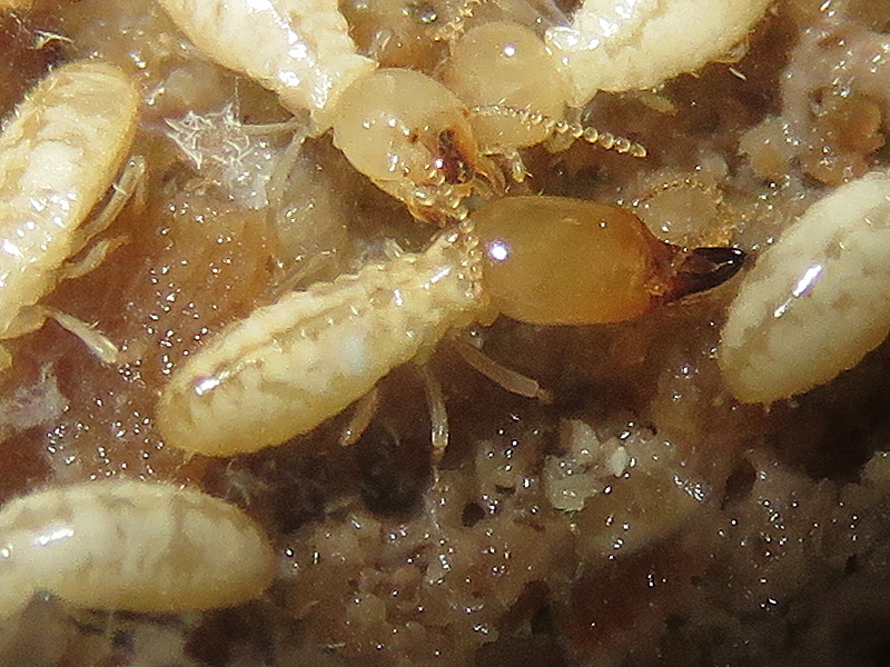 Termitas