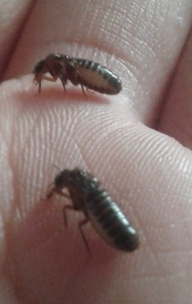 Identificaci�n de termmitas