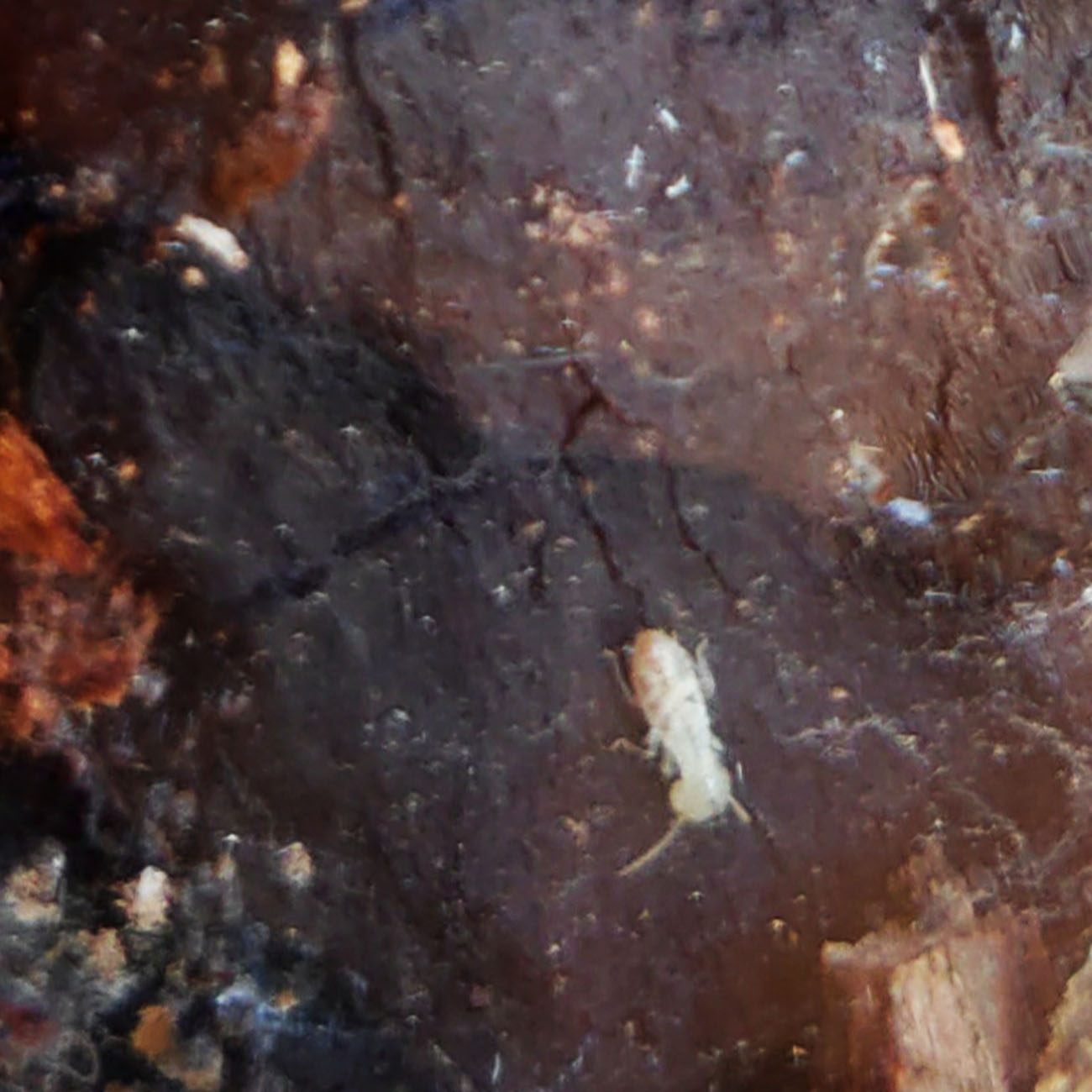 Termitero 3