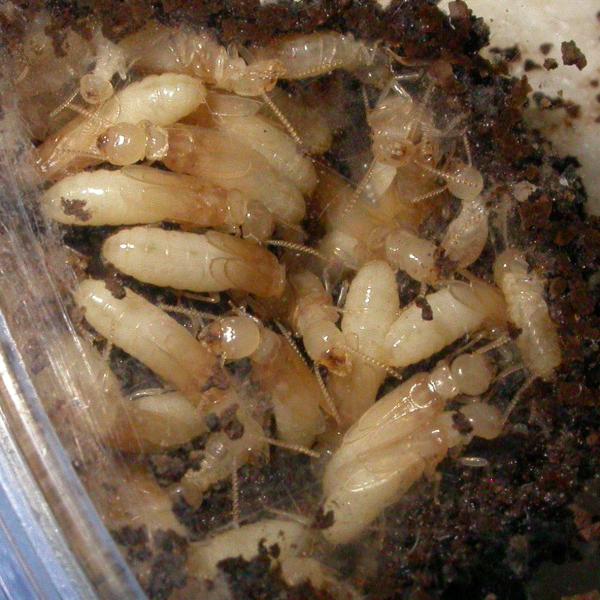 termitas