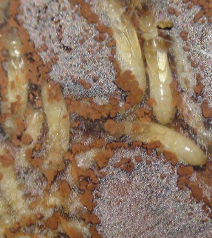 termitas