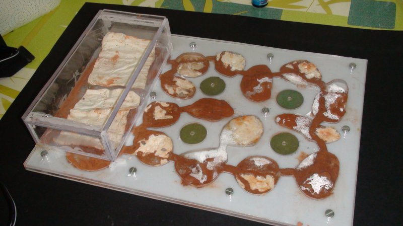 termitero y termitas