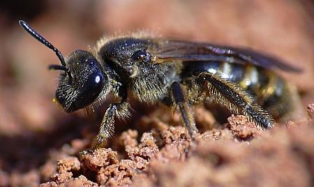 foto de aphanius