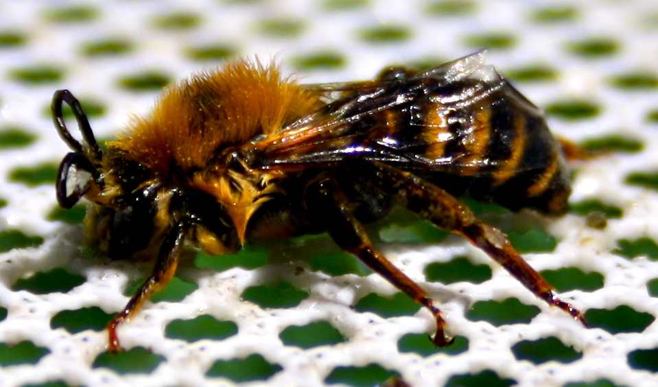 Abeja lateral