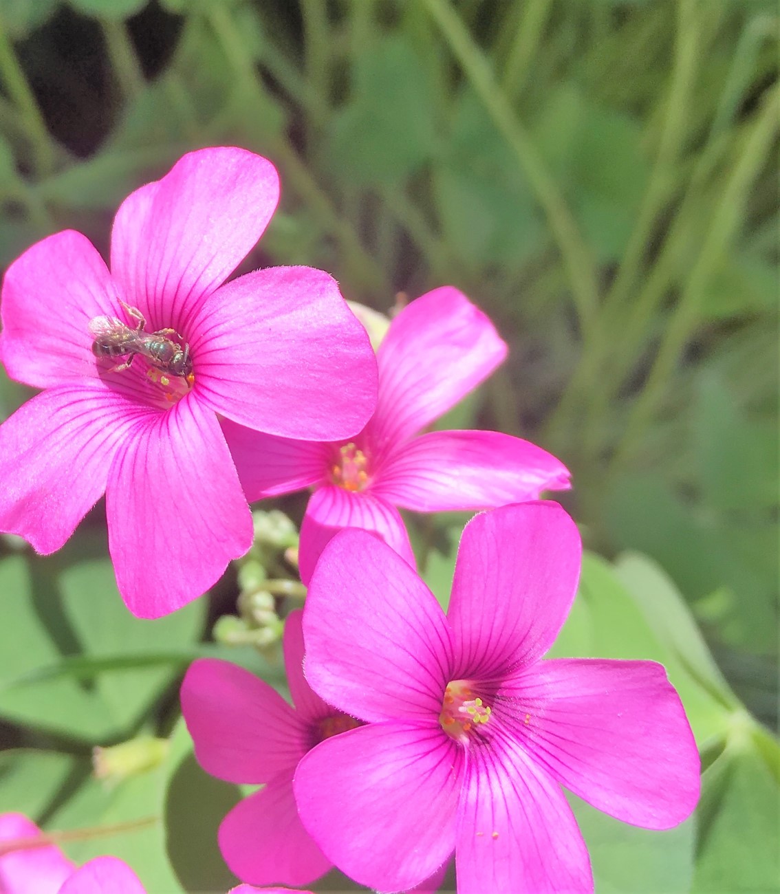 avispa, abeja?