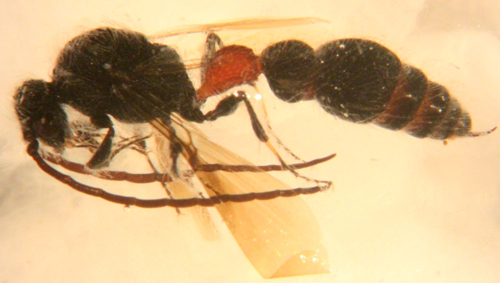 Mutillidae-Madrid