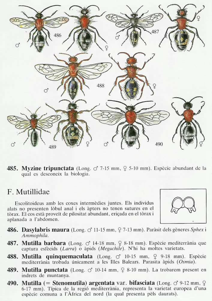 Mutillidae