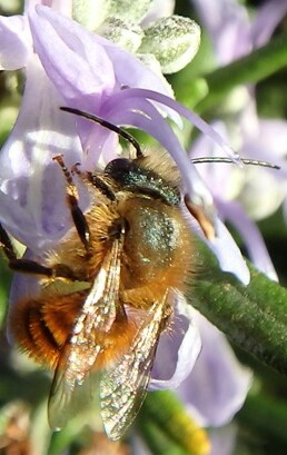 Osmia caerulescens macho