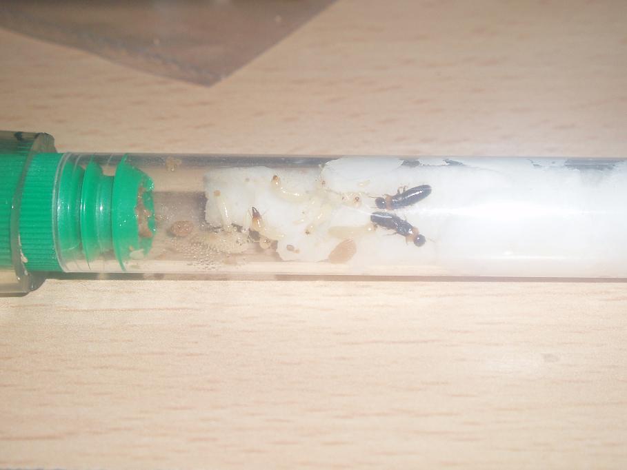 mi minicolonia termitas 1