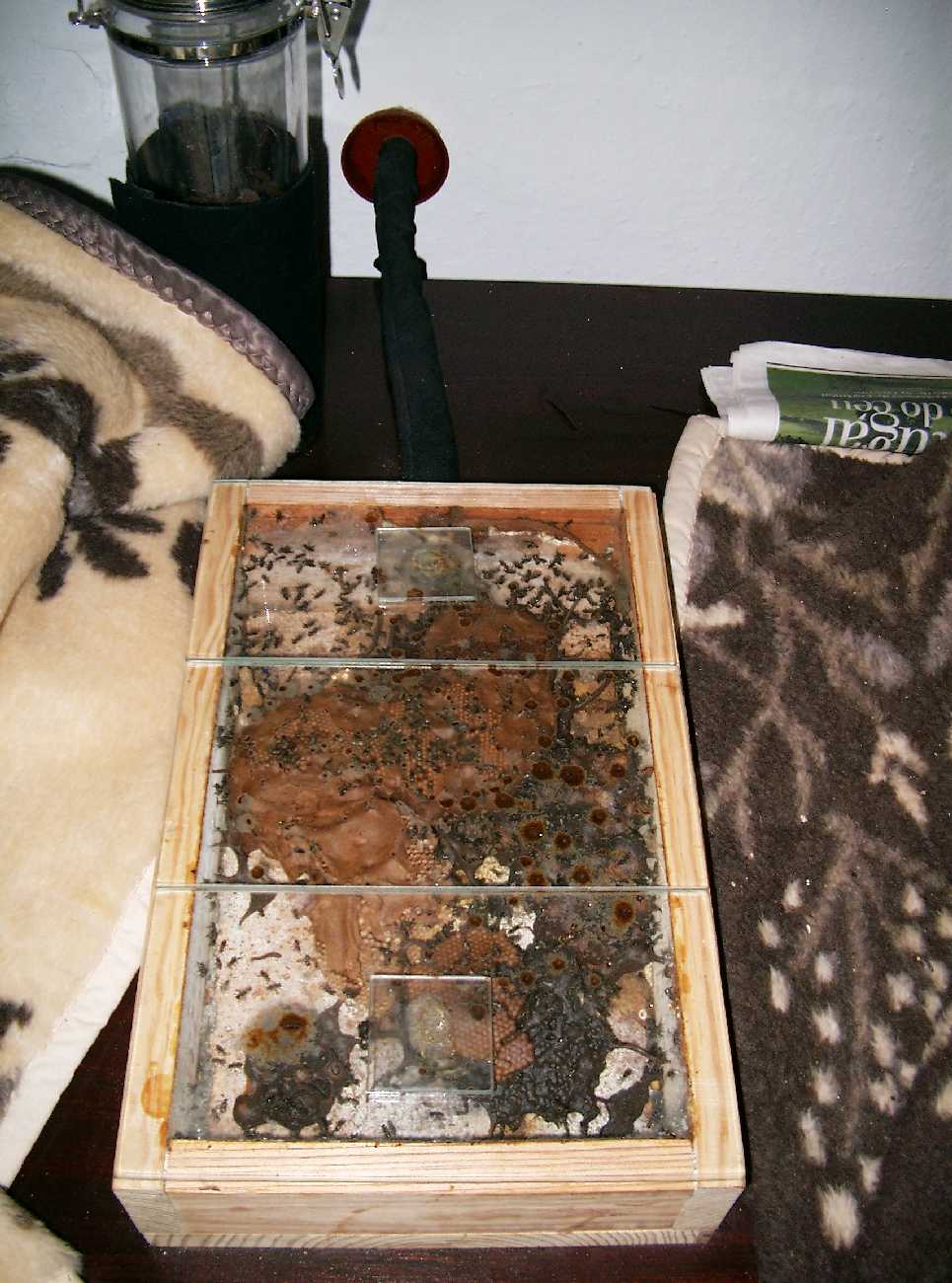 Colmena de Plebeia remota ( abeja sin aguijon)