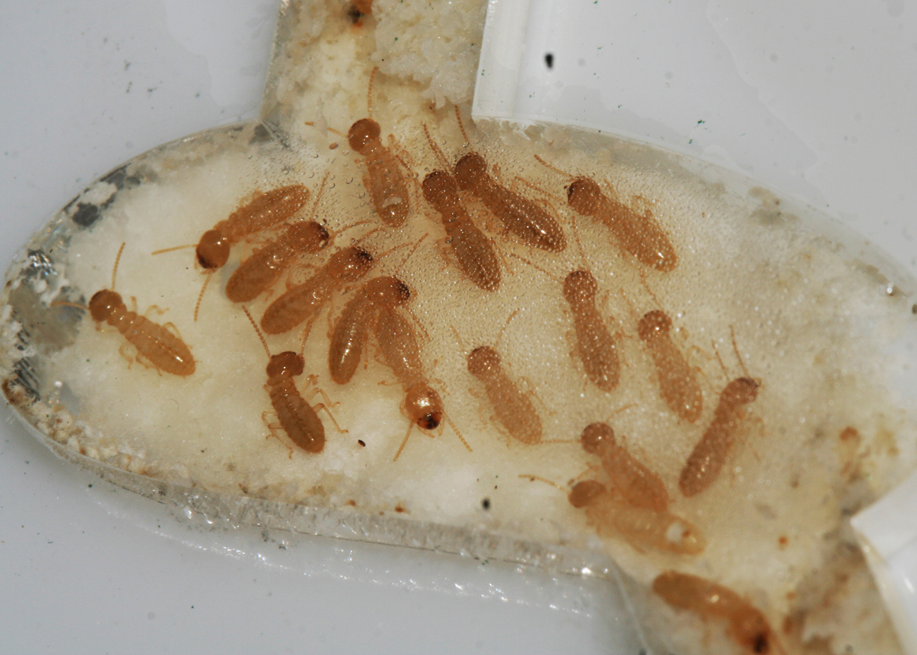 RETICULITERMES GRASSEI
