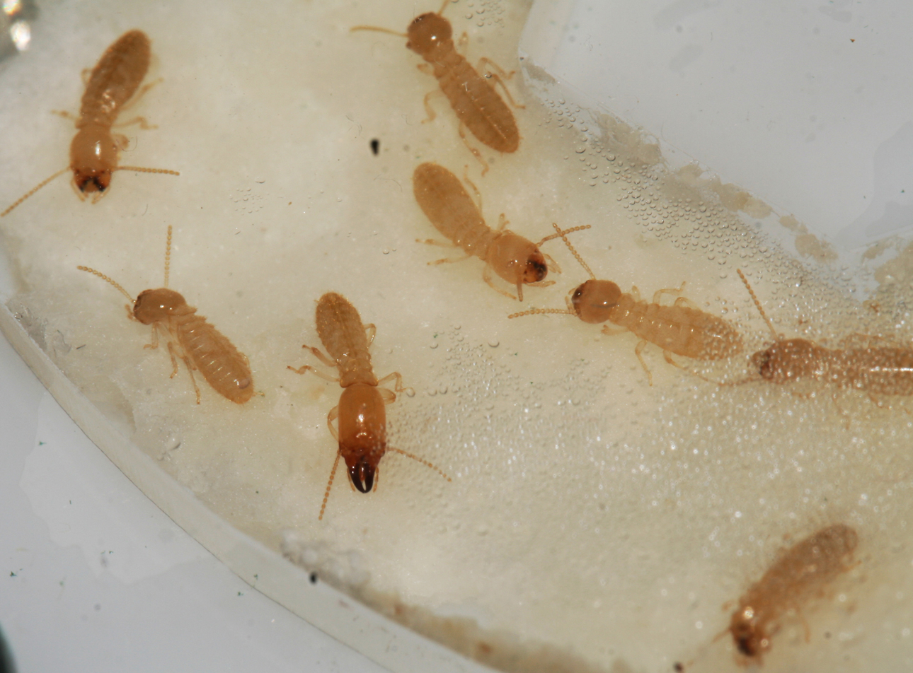 RETICULITERMES GRASSEI