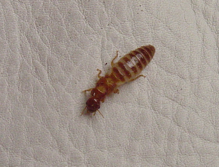 termita 5