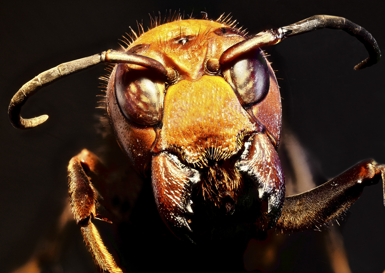 V.mandarinia