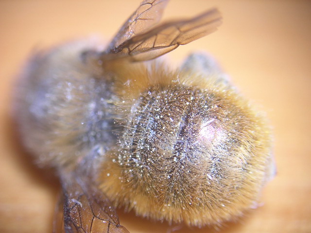 abeja_flash