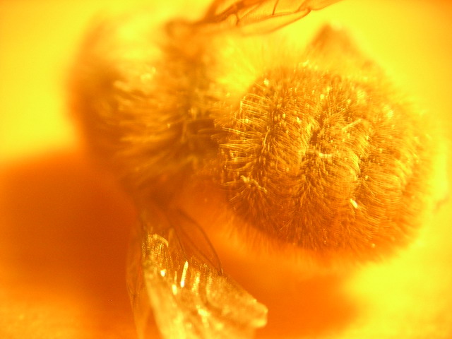 abeja_lampara