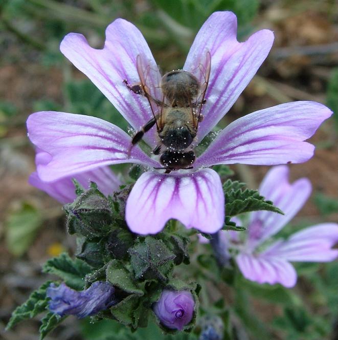 abeja chupando nectar