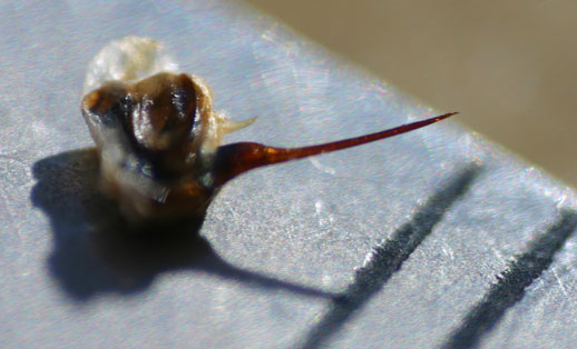 Aguij�n, creo que de abeja