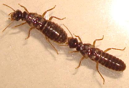 alados