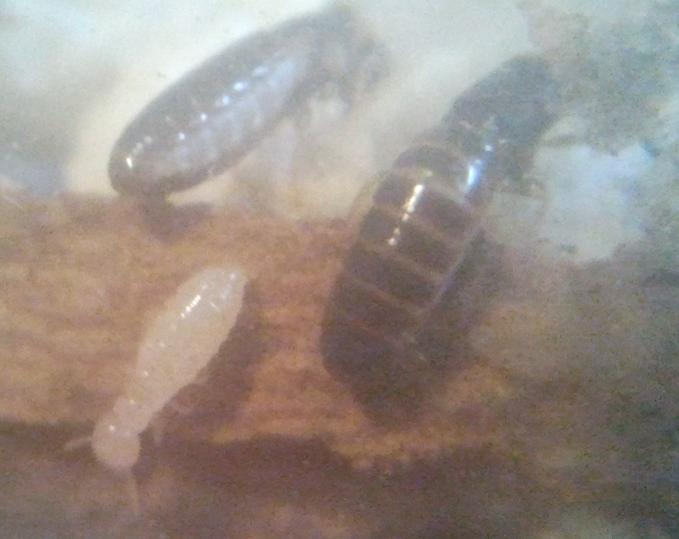 mis primeras crias de termitas