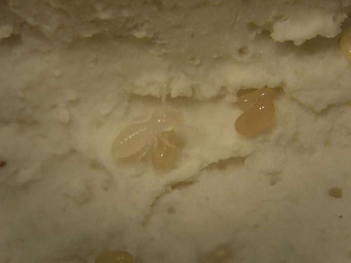 Larva y huevos.