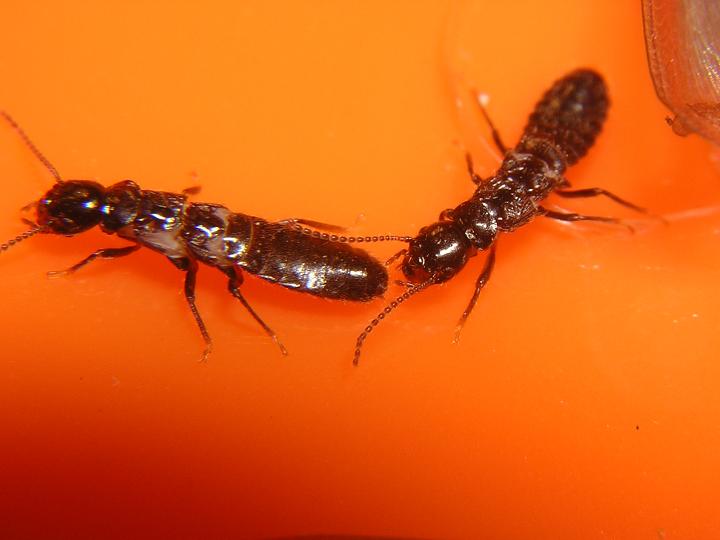 Alados de termitas Reticulitermes.