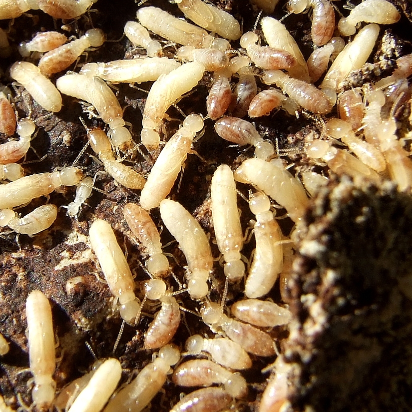 termitasss