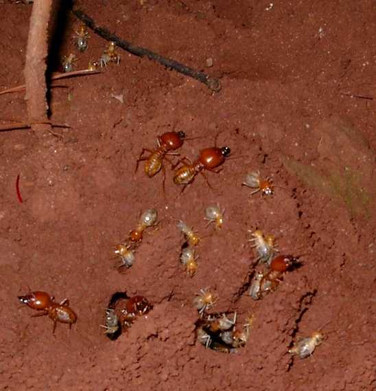 Syntermes grandis