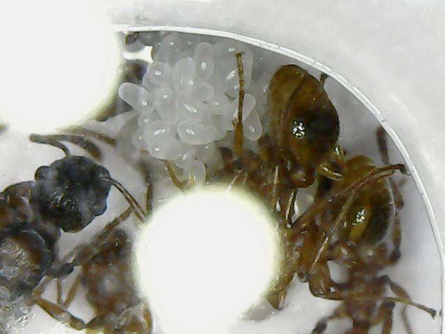 Myrmica rubra en microscopio