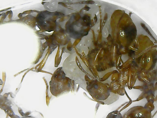 Myrmica rubra en microscopio