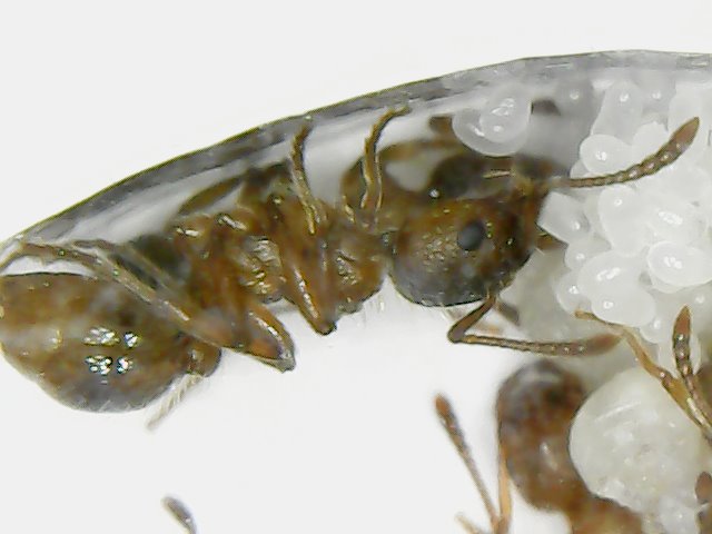 Myrmica rubra en microscopio