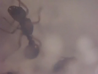 myrmica rubra icono del video