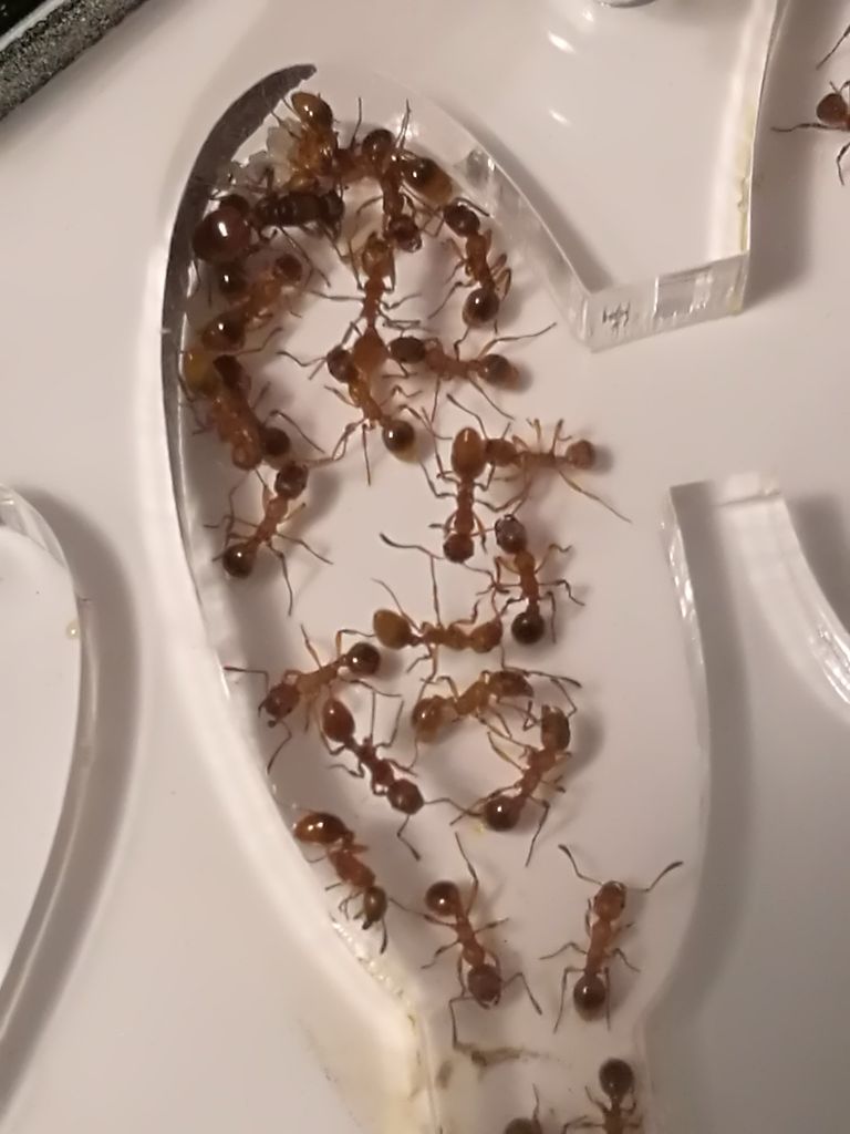 Myrmica rubra tranquilas