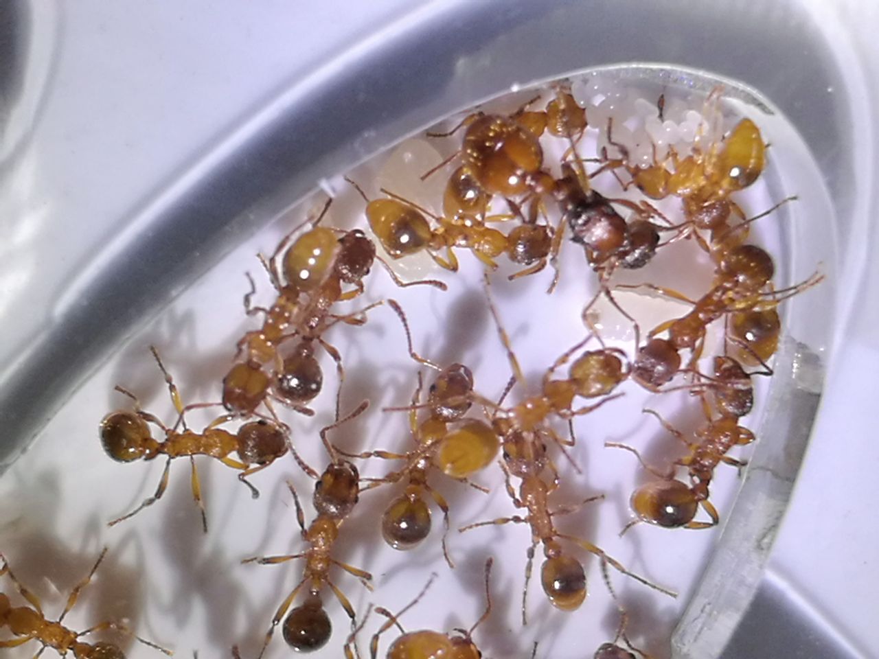 Myrmica rubra y su prole
