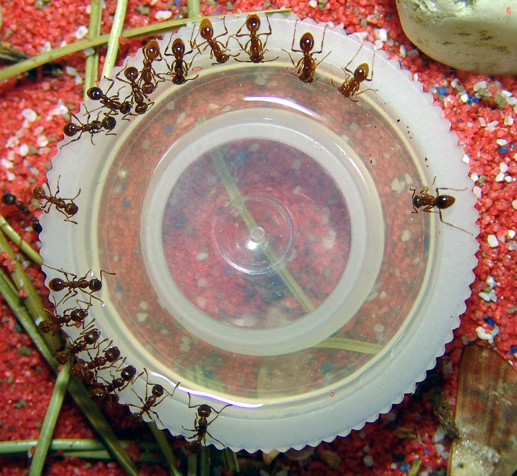 Myrmica rubra