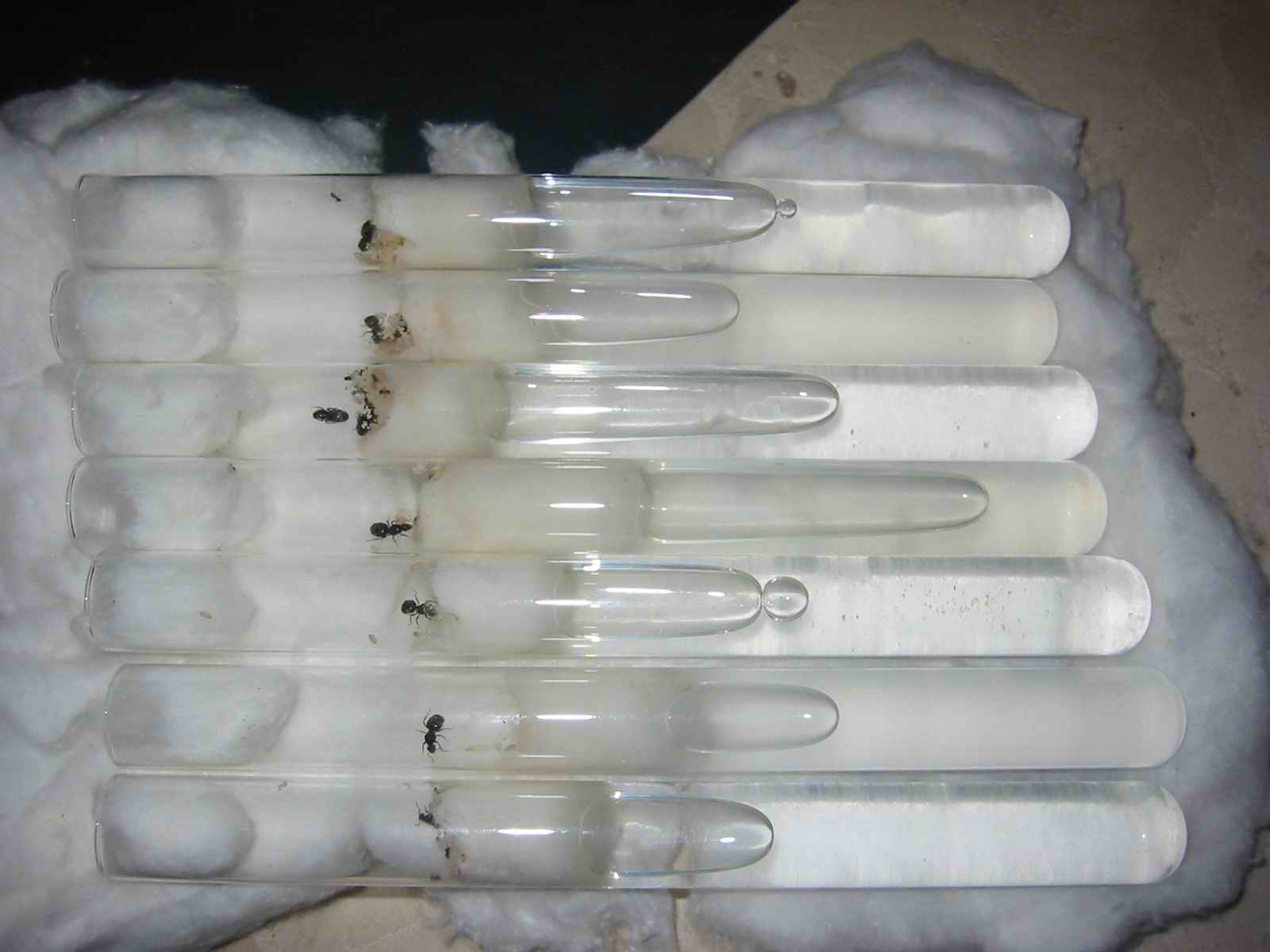 tubos1