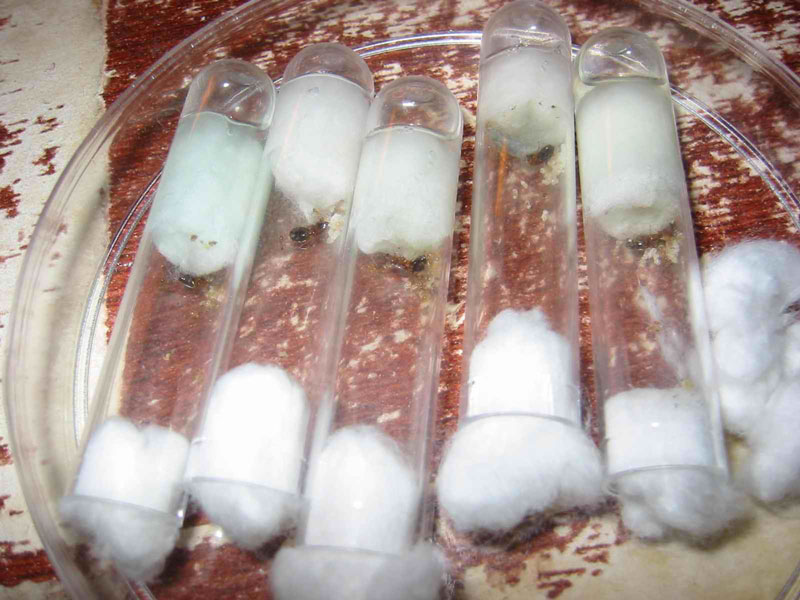 pheidoles en tubos de ensayo