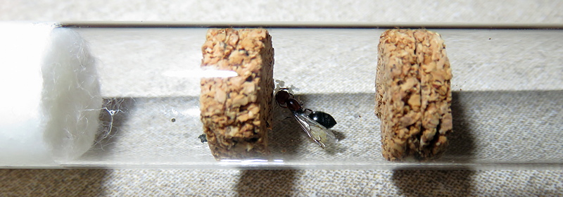 Tubo con tres zonas para Crematogaster scutellaris