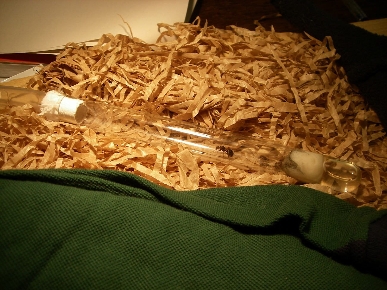 tubo ensayo minicolonia formica