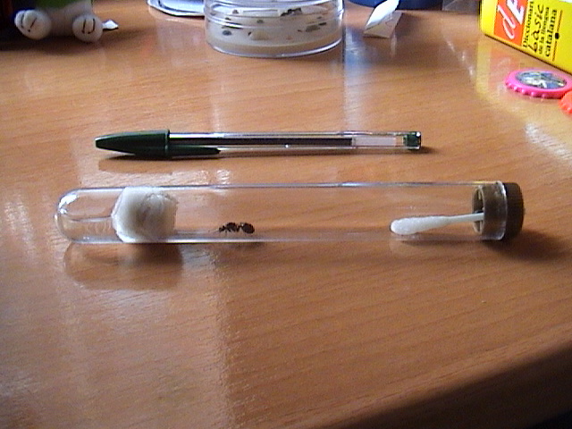 tubo de ensayo de la huevera