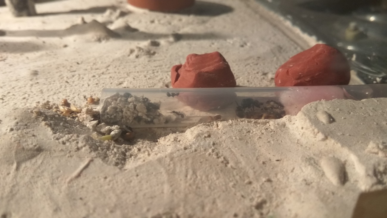 Tubo en zona de forrajeo