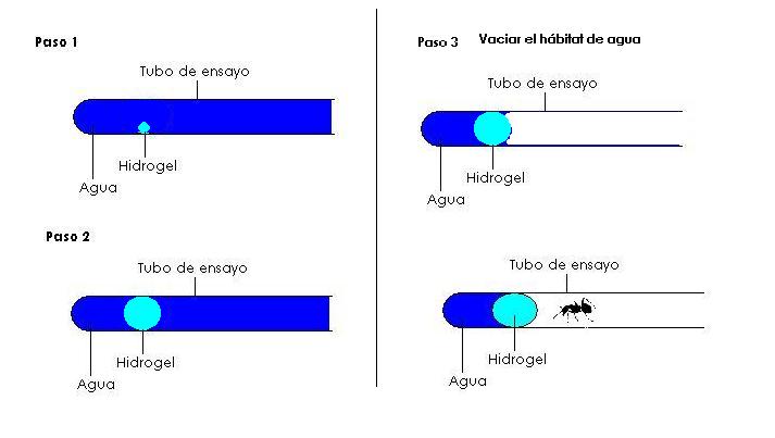 hormiguero_esquema