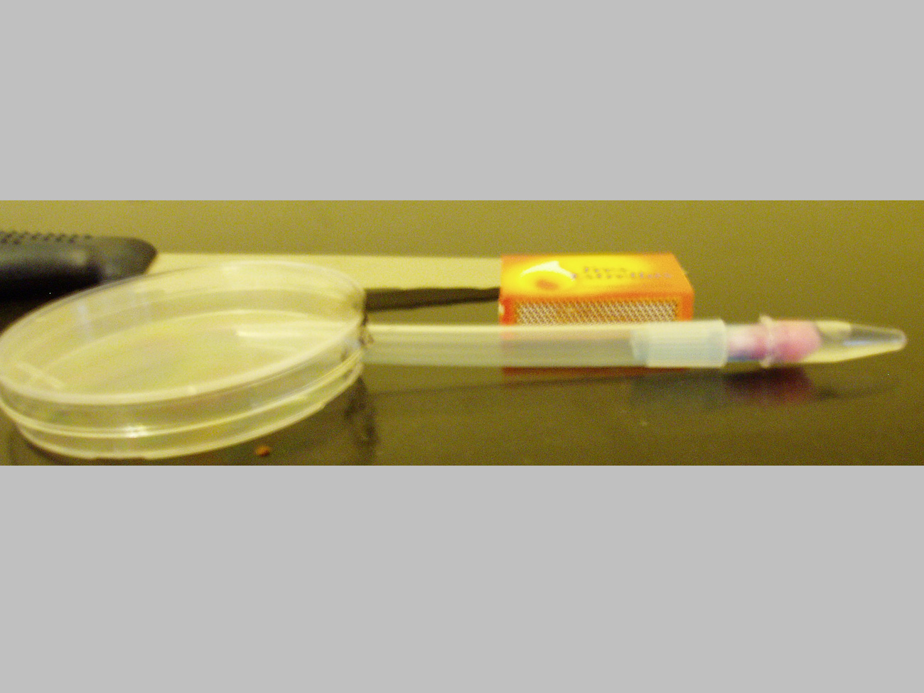 tubo hecho de punta pipeta y capsula de petri!