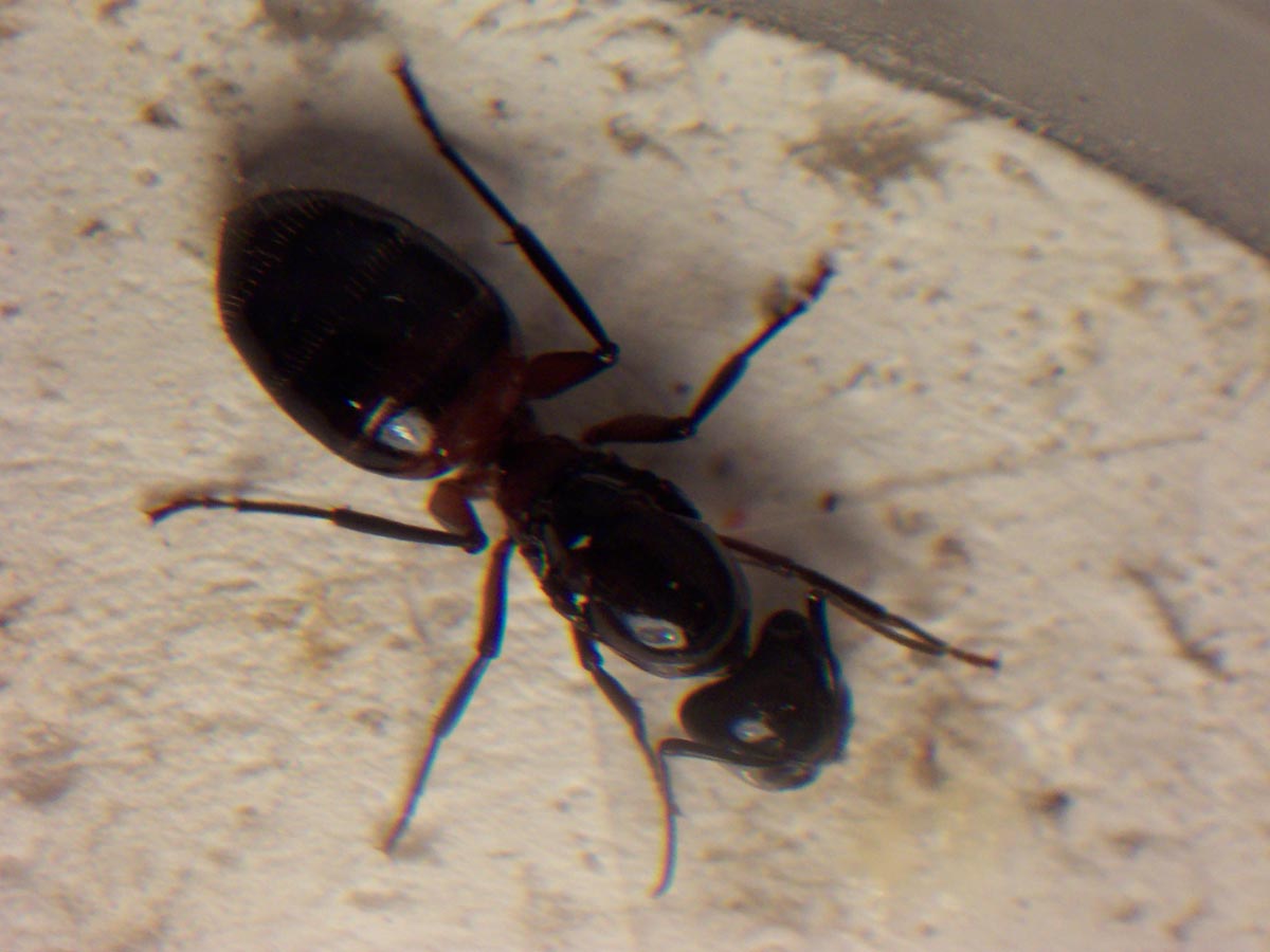 Camponotus ligniperdus tomando receta del Agar.