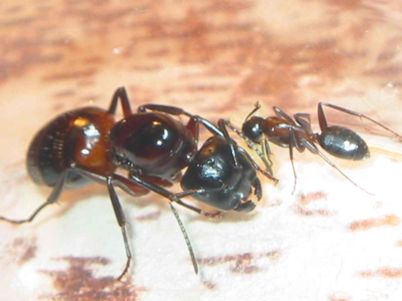 camponotus enormes de alemania