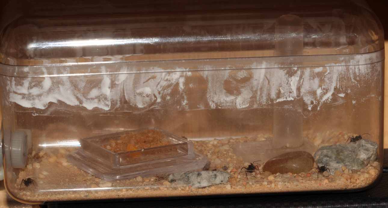 Camponotus