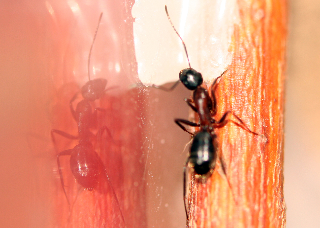 Camponotus Ligniperdus