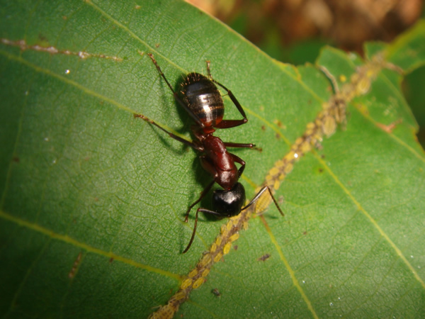 Camponotus ligniperdus y �fidos en hoja de nogal (Planes de Son, Pirineos)