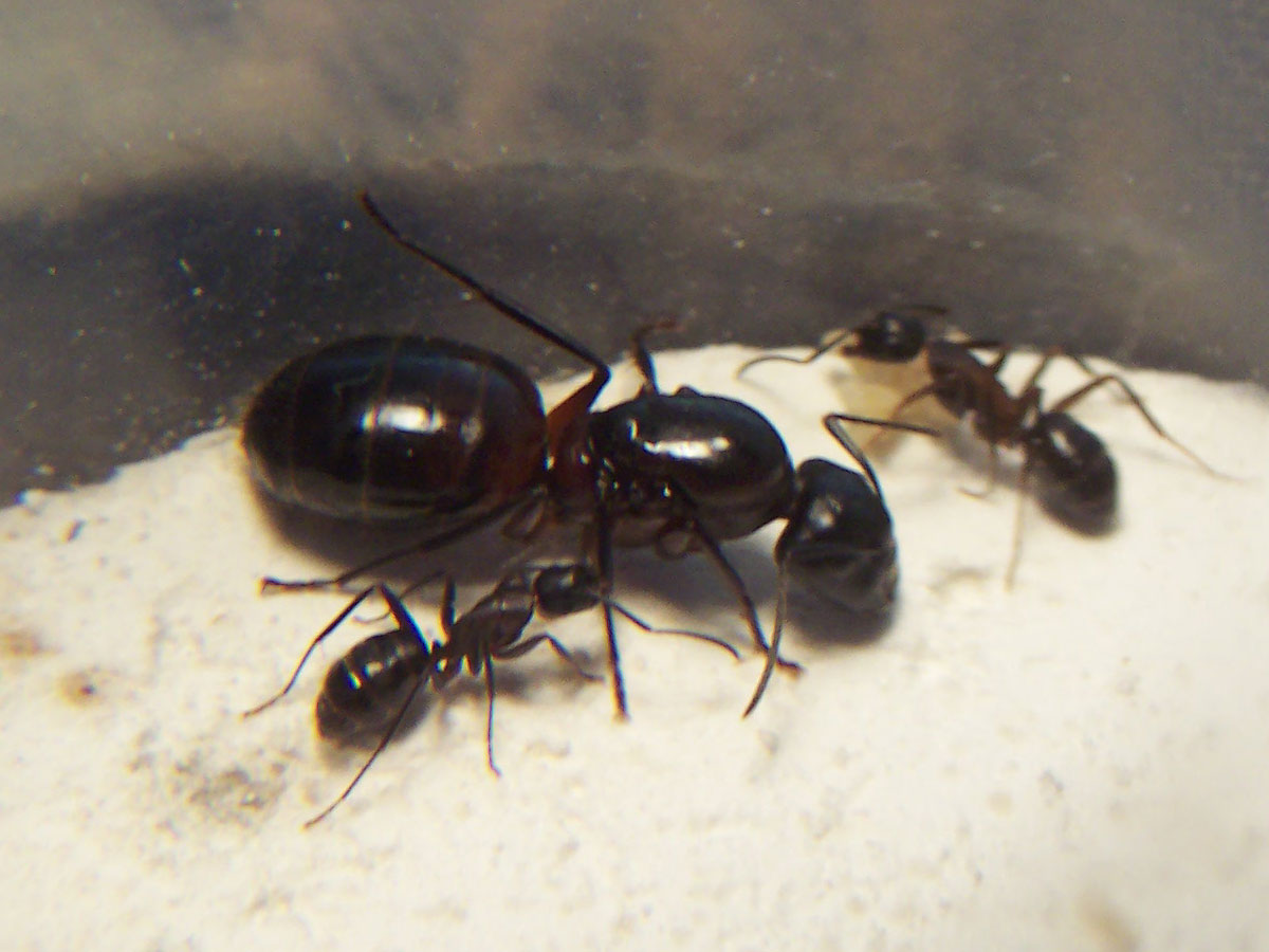 Camponotus Ligniperda enviada por xcom