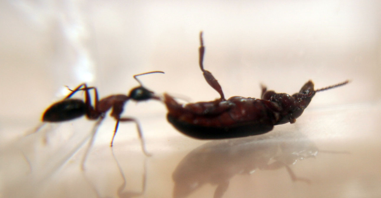 Obrera camponotus atacando escarabajo de tenebrios